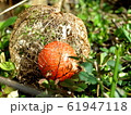 ホオズキの実 61947118