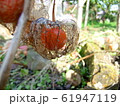 ホオズキの実 61947119