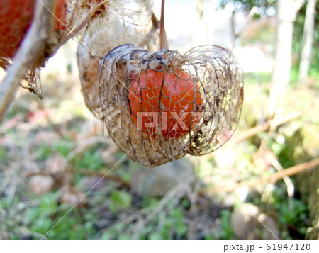 ホオズキの実 61947120