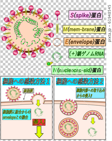 Coronavirus structure illustration Coronavirus structure illustration 61948545