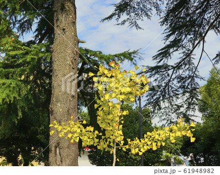 Deciduous tree against the sky Deciduous tree against the sky 61948982