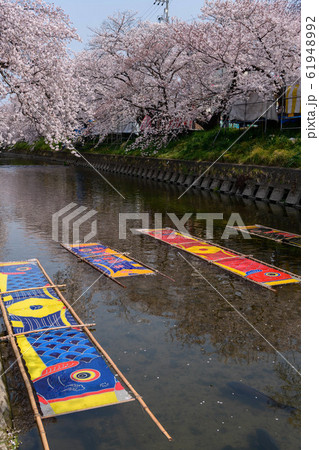 愛知県岩倉市五条川 のんぼり洗いの写真素材