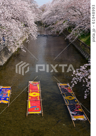 愛知県岩倉市五条川 のんぼり洗いの写真素材