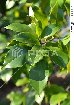 樹木：カラタネオガタマ　モクレン科 61949145