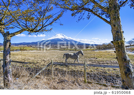富士山　馬　牧場 61950068