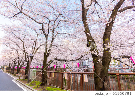 目黒川の桜 61950791
