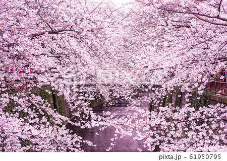 目黒川の桜 目黒川の桜 61950795