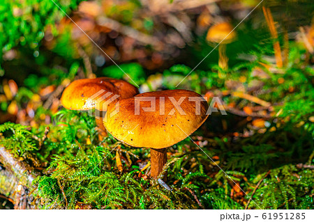 きのこ　野生　苔の森　【長野県】 61951285