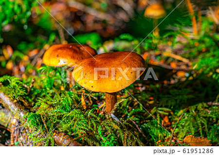 きのこ 野生 苔の森 長野県 の写真素材