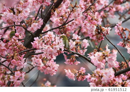 春、桜にメジロが舞い踊る 春、桜にメジロが舞い踊る 61951512