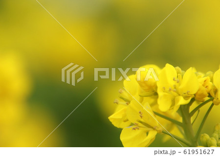 菜の花 春の花 菜の花 春の花 61951627
