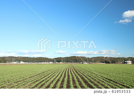 麦 栃木県高根沢町 麦 栃木県高根沢町 61953533