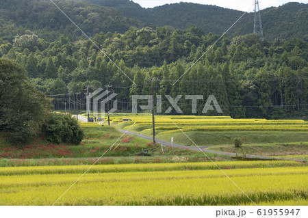 田んぼ 田んぼ 61955947