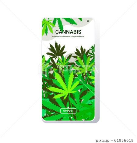 Cannabis Leaves Industrial Hemp Plantation のイラスト素材