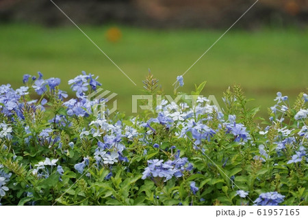 Flower seen in Rama 9 Park in Bangkok, Thailan Flower seen in Rama 9 Park in Bangkok, Thailan 61957165