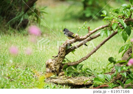 タイ王国バンコク、ラマ9世公園で見られる鳥 タイ王国バンコク、ラマ9世公園で見られる鳥 61957166