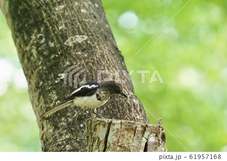 Bird seen in King Rama 9 park in Thailand Bird seen in King Rama 9 park in Thailand 61957168