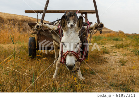 donkey with a cart in the field donkey with a cart in the field 61957211