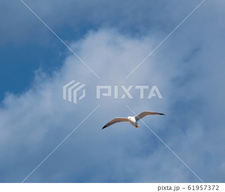 European herring gull (Larus argentatus) 61957372