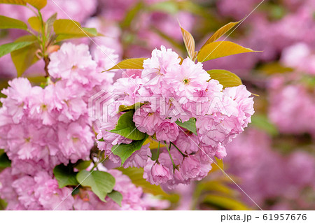 sakura blossom in the garden 61957676