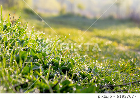 green grass in morning dew 61957677