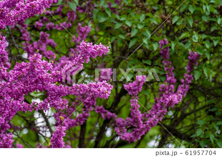 judas tree in blossom judas tree in blossom 61957704