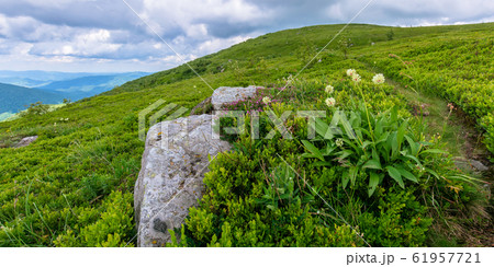 wild plants and flowers on the hillside 61957721