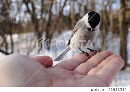 手にとまるハシブトガラ 手にとまるハシブトガラ 61958553