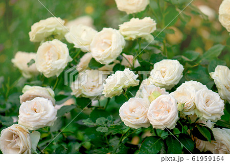 Pink and white roses bloom in a tropical garden. 61959164