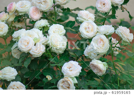 Pink and white roses bloom in a tropical garden. Pink and white roses bloom in a tropical garden. 61959165