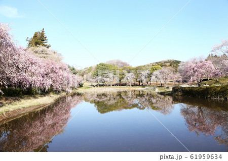 風土記の丘 金山池としだれ桜 風土記の丘 金山池としだれ桜 61959634