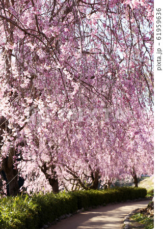 埼玉 風土記の丘の桜のトンネル 埼玉 風土記の丘の桜のトンネル 61959636