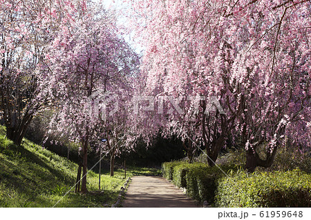 埼玉　風土記の丘のシダレザクラ 61959648