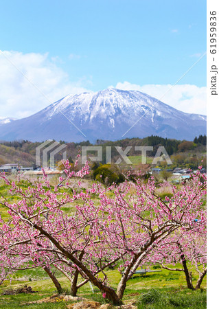 信州 丹霞郷の桃の花と黒姫山 信州 丹霞郷の桃の花と黒姫山 61959836