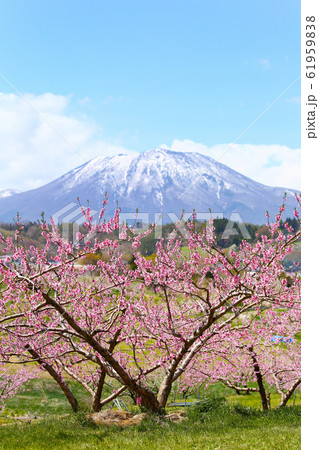 信州 丹霞郷の桃の花と黒姫山 信州 丹霞郷の桃の花と黒姫山 61959838