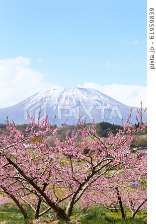 信州　丹霞郷の桃の花と黒姫山 61959839