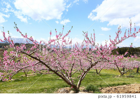 信州 丹霞郷の桃の花 信州 丹霞郷の桃の花 61959841