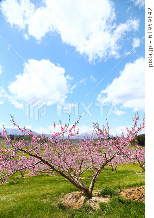 信州 丹霞郷の桃の花 信州 丹霞郷の桃の花 61959842