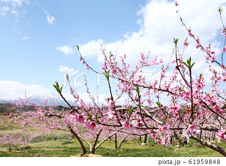 信州 丹霞郷の桃の花 信州 丹霞郷の桃の花 61959848
