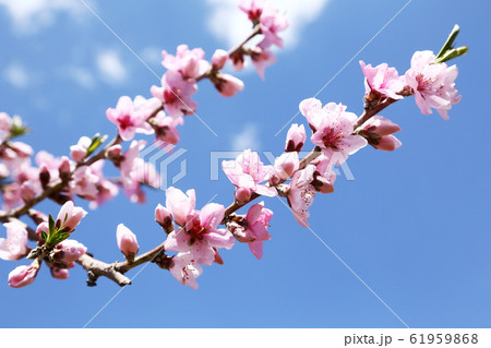 桃の花 61959868
