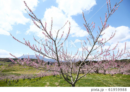 信州　丹霞郷の桃の花 61959988