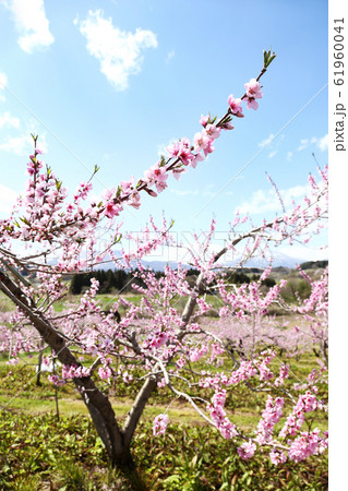 信州　丹霞郷の桃の花 61960041