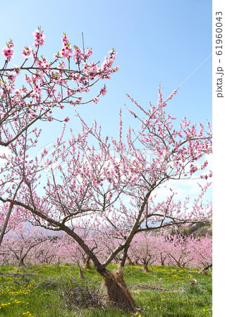 信州 丹霞郷の桃の花 信州 丹霞郷の桃の花 61960043