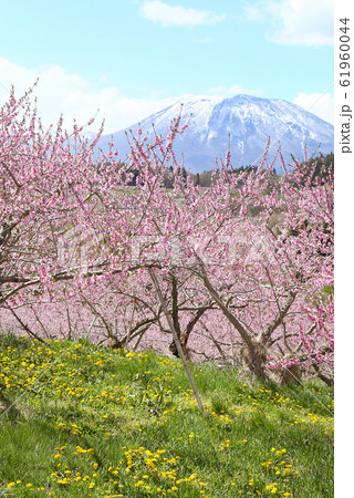 信州　黒姫山と丹霞郷の桃の花 61960044