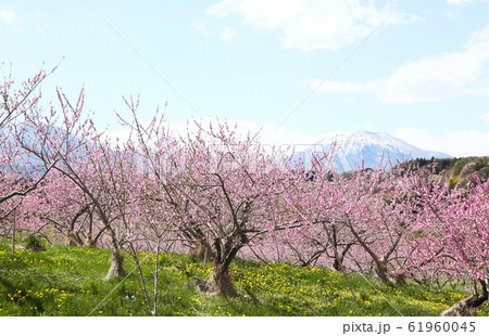 信州　黒姫山と丹霞郷の桃の花 61960045