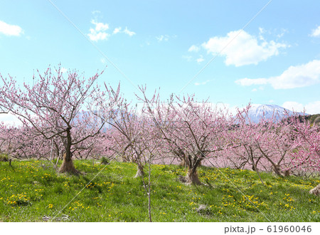 信州　丹霞郷の桃の花 61960046