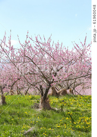 信州　丹霞郷の桃の花 61960048
