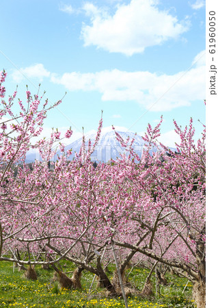 信州　丹霞郷の桃の花 61960050