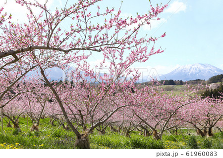 信州　桃の里 61960083