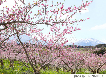 信州　桃の里 61960084